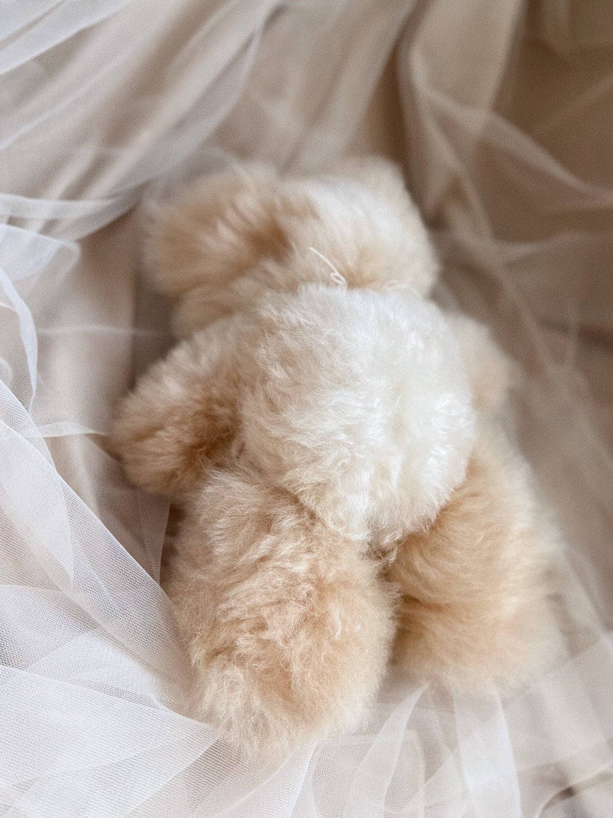 040 ］ アルパカテディベア / ビスケット / 送料無料 | Melty hug