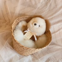 013 ］アルパカテディベア ホワイト / 36cm / 送料無料 | Melty hug