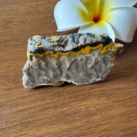 【The Great Shift】Indonesian Bumblebee Jasper