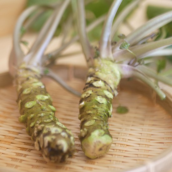 本日限り特価！岩手県産　天然葉わさび苗 100本 根付き 本日限り特価！岩手県産 天然葉わさび苗 100本 根付き 楽天市場】葉