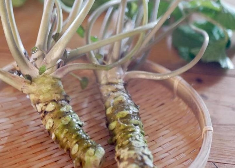 本日限り特価！岩手県産　天然葉わさび苗 100本 根付き 本日限り特価！岩手県産 天然葉わさび苗 100本 根付き 本日限り特価