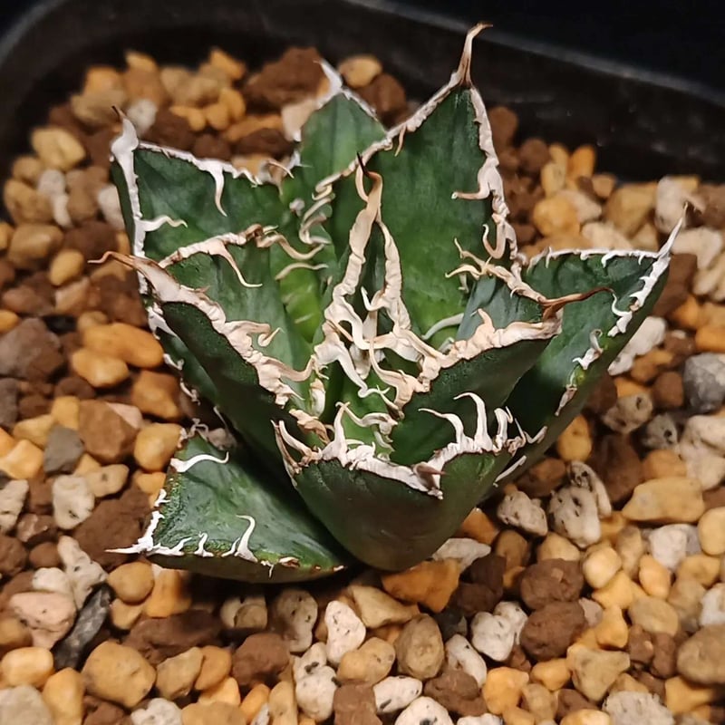 アガベ オアハカ アガベ オアハカ メリクロン | inazma plants