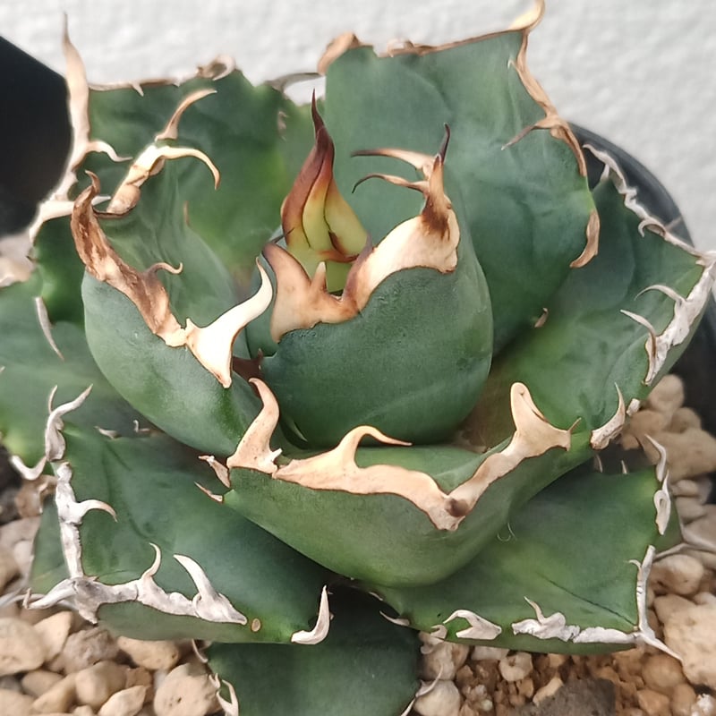 20個セットアガベチタノタトライデント　三叉戟‼️600*20 アガベ チタノタトライデント（三叉戟） 20個セットアガベチタノタ