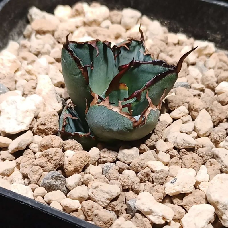 アガベ チタノタ ローズ（大株）※希少 アガベ チタノタ ローズ（大株）※希少