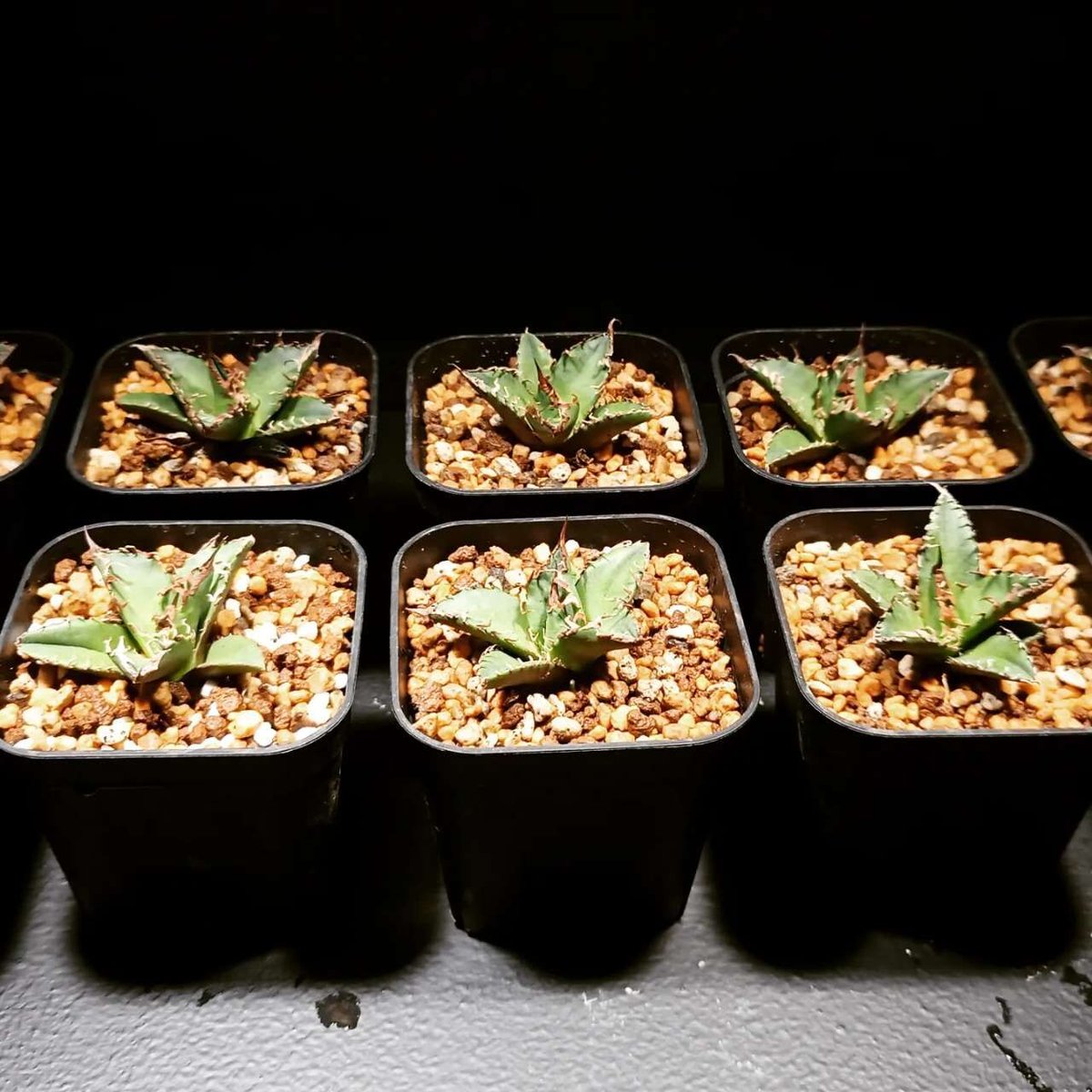 AGAVE TITANOTA イタリアメリクロン変異株