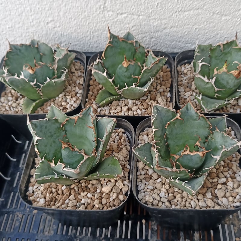 アガベ チタノタ 強棘 老白鯨 夕映 選抜株