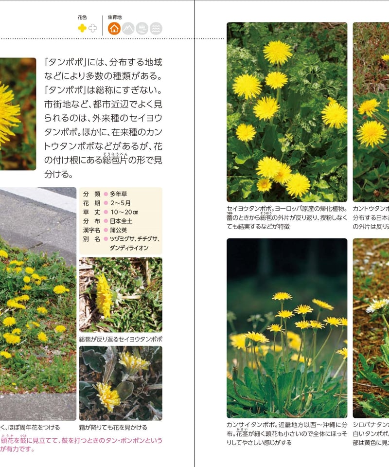 新・散歩で見かける野の花・野草 | 図鑑専門店 図鑑館－ずかんかん－