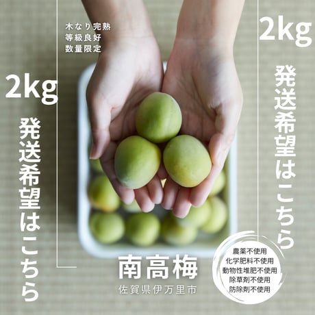 【南高梅】木なり完熟  2kg同梱発送