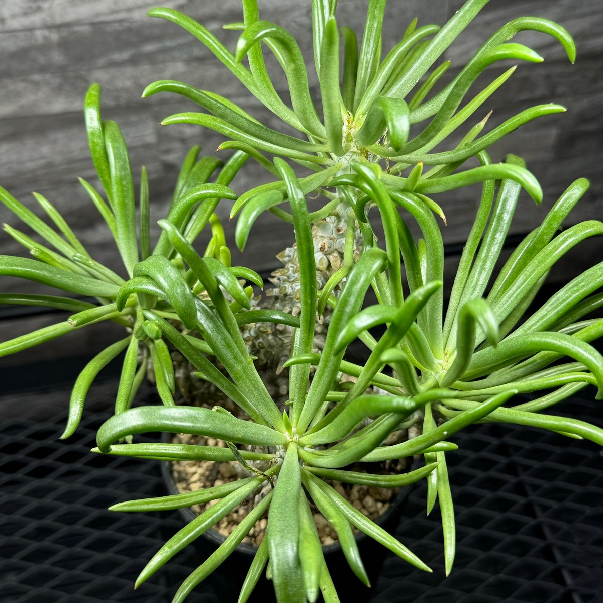 チレコドン・ワリチー/Tylecodon wallichii | Hare Bare Plants