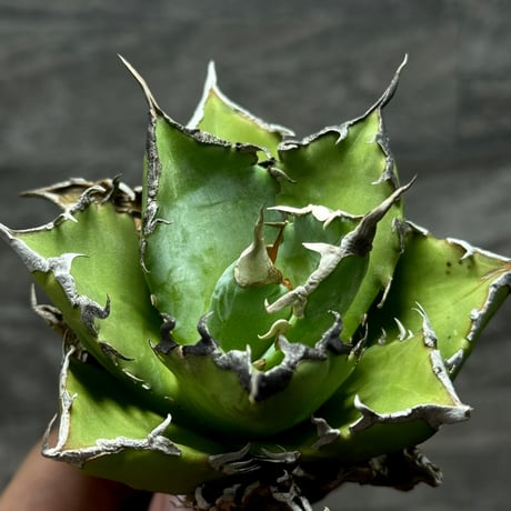 ソーラーエクリプス大株 ソーラーエクリプス大株