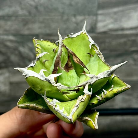 アガベカニ | STORES