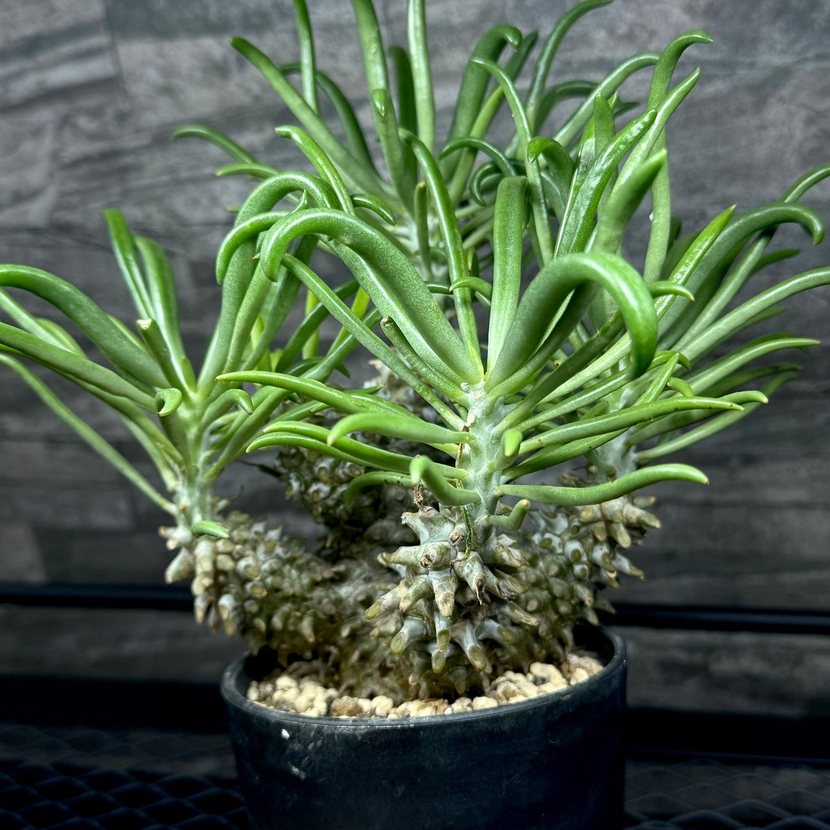 チレコドン・ワリチー/Tylecodon wallichii | Hare Bare Plants