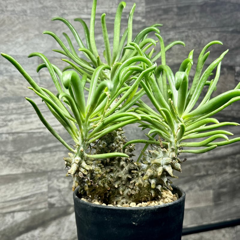 チレコドン※ワリチー チレコドン・ワリチー | 多肉植物・特別な鉢の販売 | トーキー