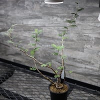 センナ　メリディオナリス