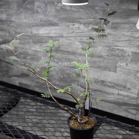 CATEGORY 灌木 | Hare Bare Plants