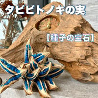 旅人の木の実