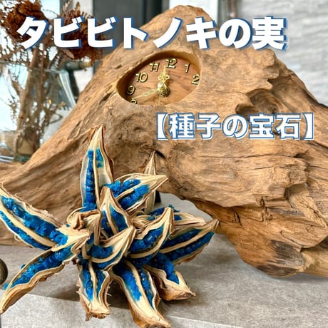 旅人の木 | STORES