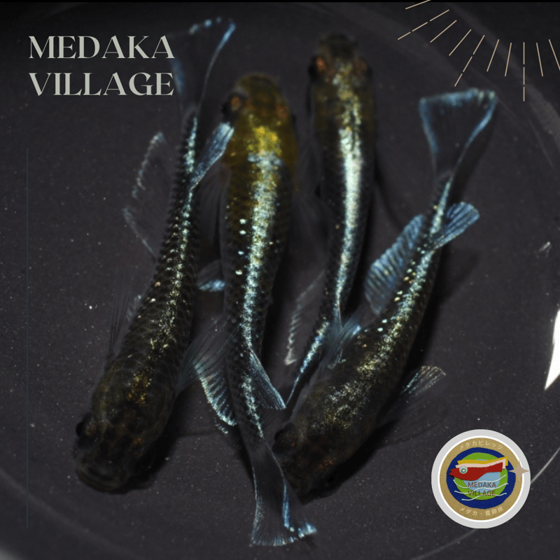 古龍1ペア(死着保証有り) | メダカビレッジ