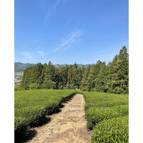 【嬉野茶 ザイライ 100g】