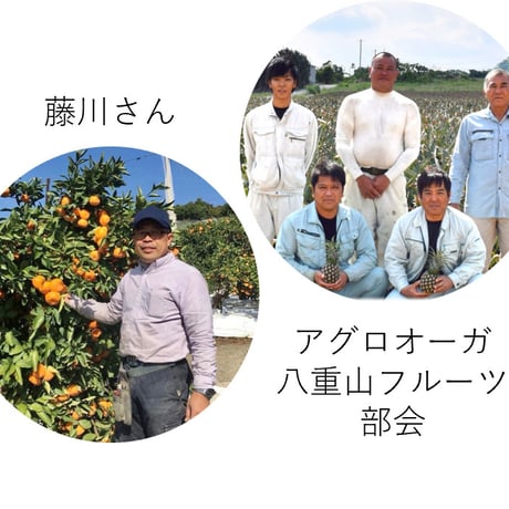 【特選生産者】旬のフルーツ詰合せ　約1.5～2㎏（静岡県産アールスメロン＋生産者限定フルーツ1種＋柑橘等 ３種程度詰め合わせ）