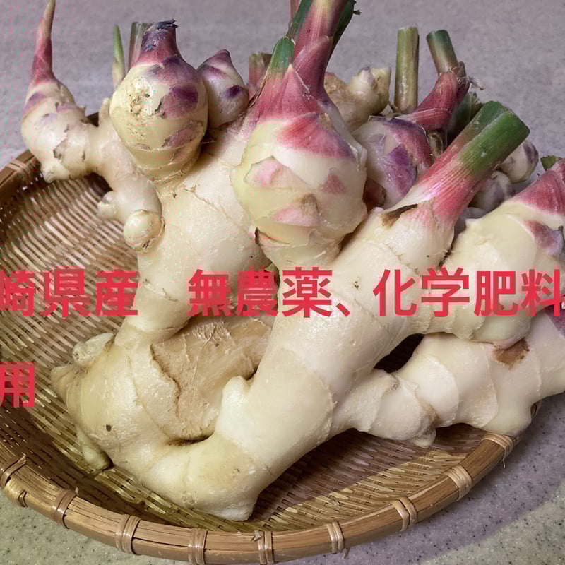 農薬•化学肥料不使用】自家栽培生姜で作りました安全安心の生姜 農薬•化学肥料不使用】自家栽培生姜で作りました安全安心の生姜