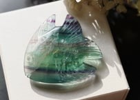 【アウトレット】 フローライト・熱帯魚