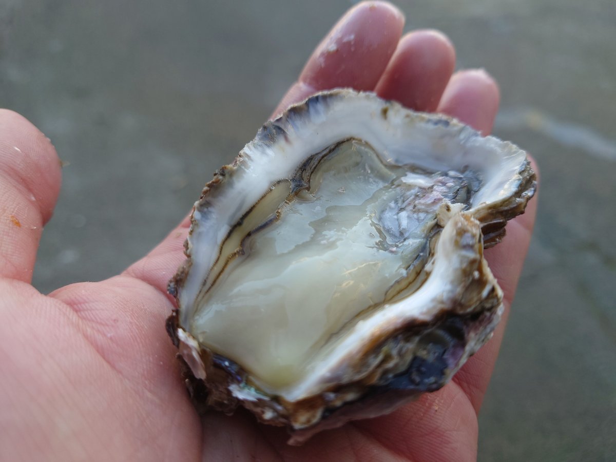 牡蠣さま専用 楽天市場】【ふるさと納税】牡蠣 生食 用 かき Emperor Oyster 生食用