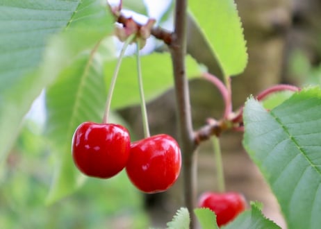 山形県産さくらんぼ【紅秀峰】　～6月中旬以降順次発送～