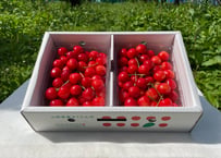 山形県産さくらんぼ【紅秀峰】　～6月中旬以降順次発送～