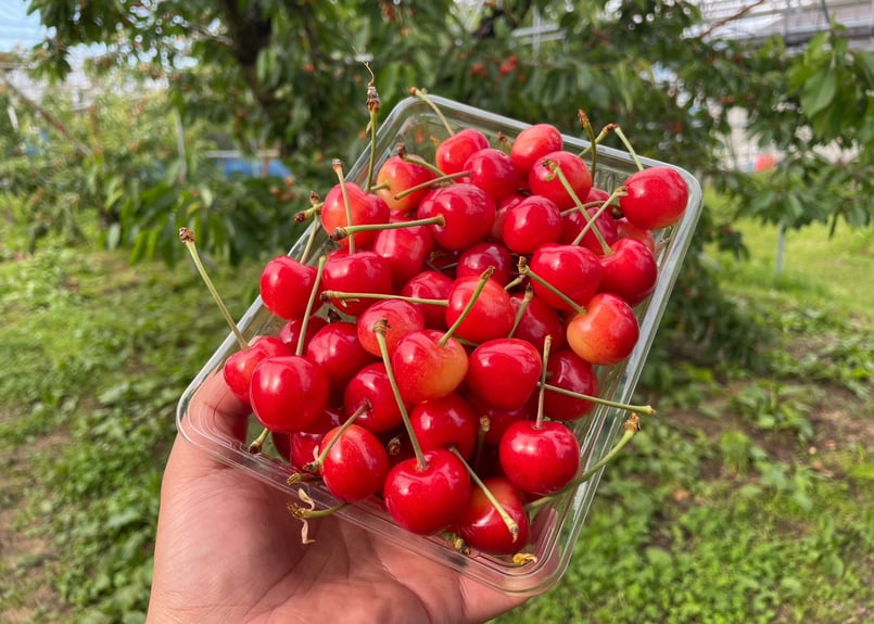山形県産さくらんぼ【佐藤錦】 ～6月より順次発送～ | フルーツ