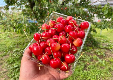 山形県産さくらんぼ【佐藤錦】500g　～6月より順次発送～