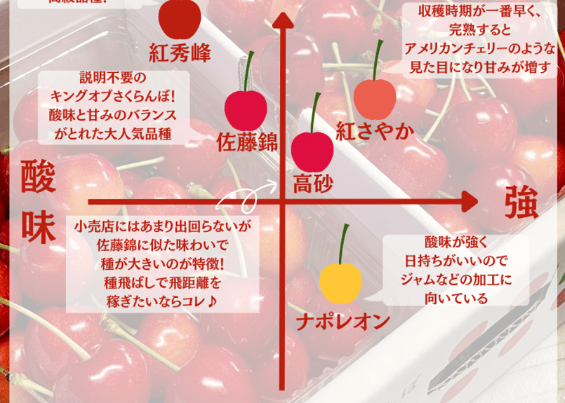 山形県産さくらんぼ【佐藤錦】 ～6月より順次発送～ | フルーツ