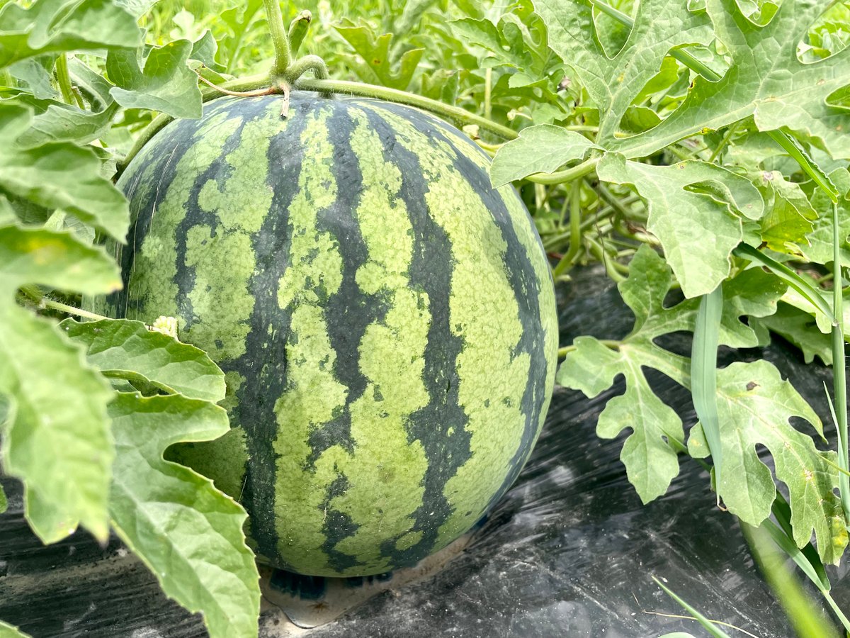Suica スイカ　けん玉　レア　山形日和 Suica スイカ けん玉 レア 山形日和