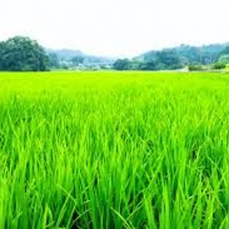 玄米】令和6年産 佐渡産 コシヒカリ 30kg 特別栽培低温工法米 玄米】令和6年産 佐渡産 コシヒカリ 30kg 特別栽培低温工法米
