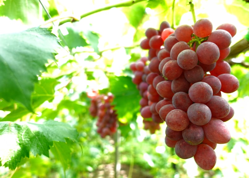 2025ぶどうの頒布会 岩手 紫波 シャインマスカット サニールージュ