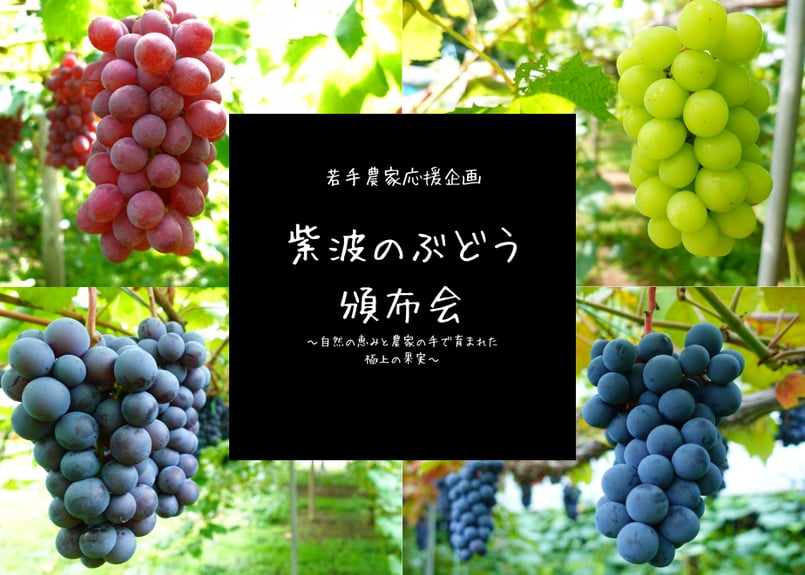2025ぶどうの頒布会 岩手 紫波 シャインマスカット サニールージュ