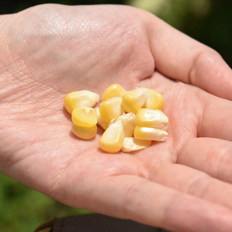 【季節限定】素材そのまま！濃厚とうもろこしのポタージュ 5食入