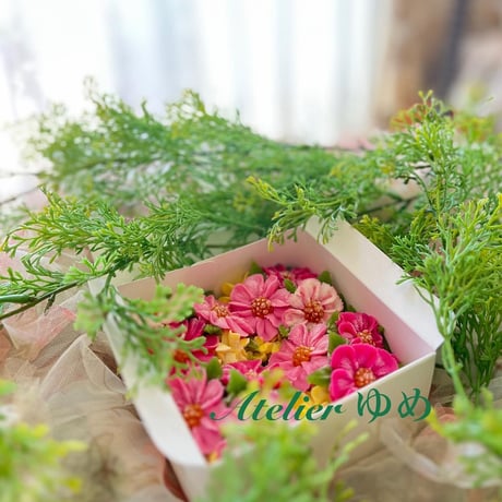 アラビアコスモス | STORES