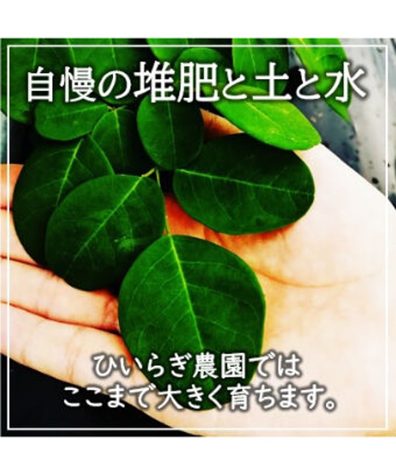 モリンガグリーンティー | hiiragi marche