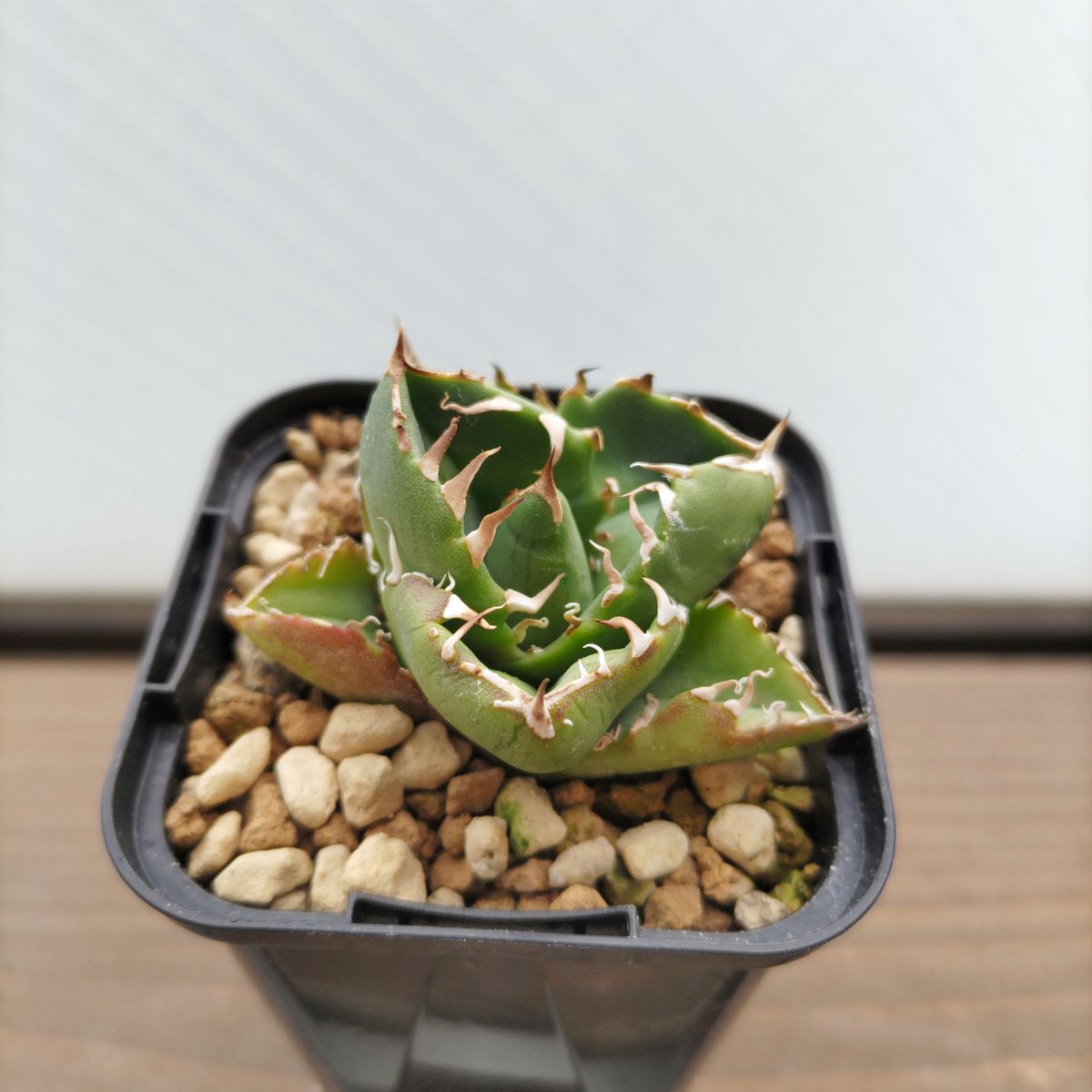 アガベ　COK CG-1 アガベ COK.CG-1 子株2個付き アガベ チタノタ COK CG-01 | 生 鮮