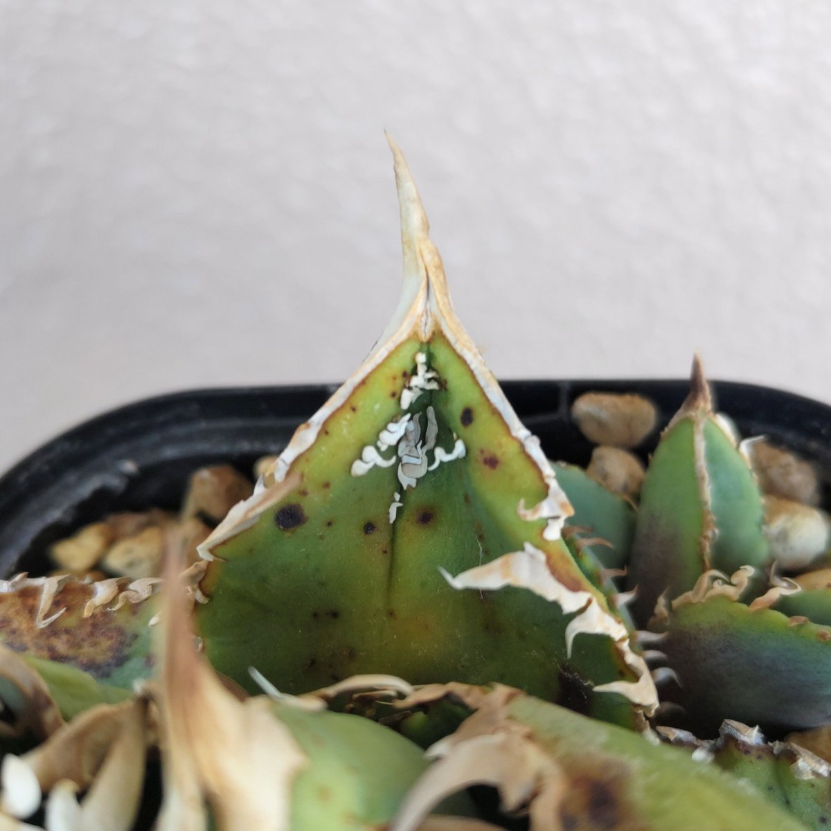 アガベ ノーネーム ブツブツ アガベ ブツブツ ノーネーム 【公式通販】