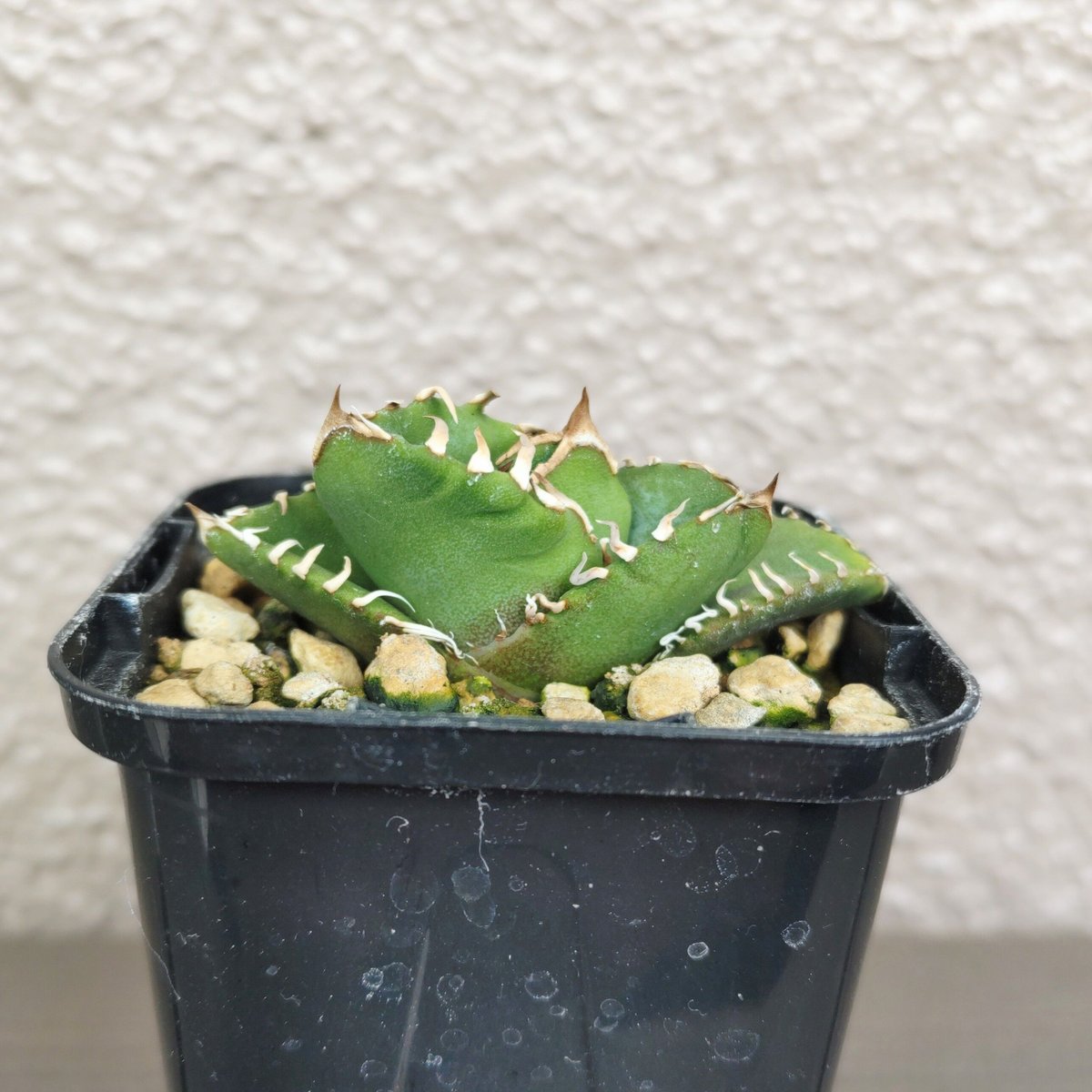 アガベ スーパーチタノタ 発根済み子株1つ アガベ スーパーチタノタ 発根