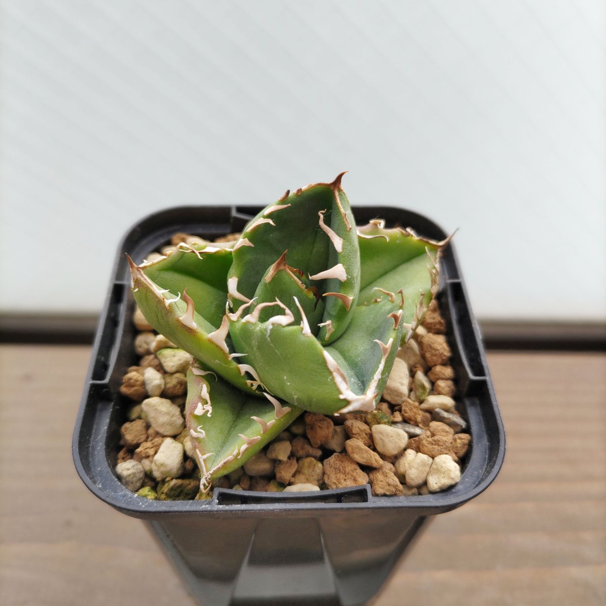 アガベチタノタ コック CG-01ブツブツ子株 アガベ チタノタ Agave