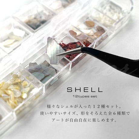 シェル12種セット BOX入り 全６種