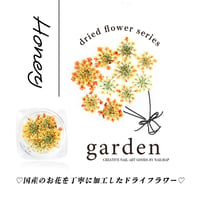 国産ドライフラワー Honey-ハニー-