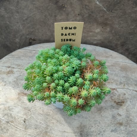 セダム　パリダム