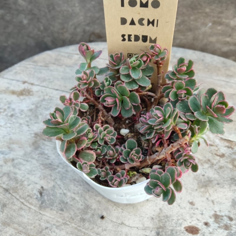 多肉植物 セダム トリカラー  抜き苗♡ ☆セダム・トリカラー ☆ピンクの斑入り ☆5株・2cm弱☆抜き苗