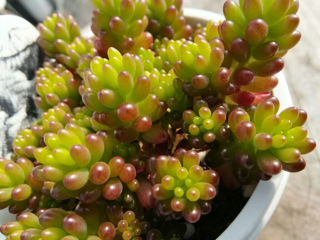 セダム レッドベリー | とげとげハウス