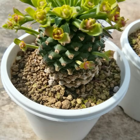 ユーフォルビア　蘇鉄麒麟