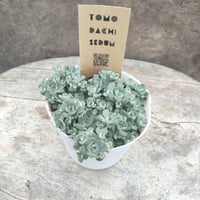 セダム　白雪ミセバヤ